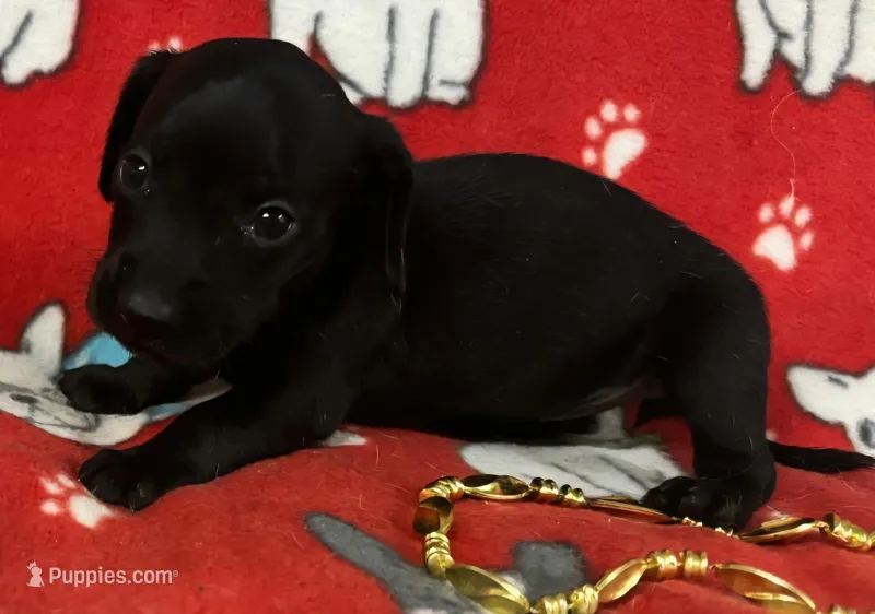 Black Female Miniature Dachshund  – Miniature Dachshund puppy for sale in Avon, IL