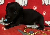Black Female Miniature Dachshund , a female Miniature Dachshund for sale in Avon, IL – Photo 1 of 2