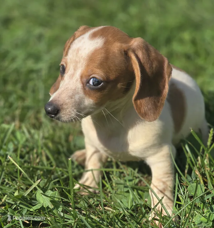 Piebald Female  – Miniature Dachshund puppy for sale in Avon, IL