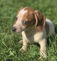 Piebald Female , a female Miniature Dachshund for sale in Avon, IL – 2 of 6