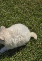 Cream Pomeranian Male , a male Pomeranian for sale in Avon, IL – 4 of 4