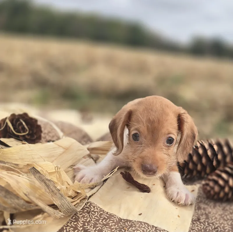 Piebald Male 2 Miniature Dachshund  – Miniature Dachshund puppy for sale in Avon, IL