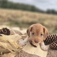Piebald Male 2 Miniature Dachshund , a male Miniature Dachshund for sale in Avon, IL – 1 of 4
