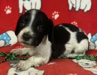 Piebald Male Miniature Dachshund , a male Miniature Dachshund for sale in Avon, IL – Photo 1 of 3