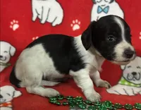 Piebald Male Miniature Dachshund , a male Miniature Dachshund for sale in Avon, IL – Photo 2 of 3