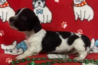 Piebald Male Miniature Dachshund , a male Miniature Dachshund for sale in Avon, IL – Photo 3 of 3