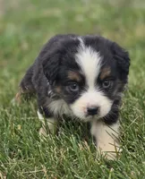 Mini Aussie  Female 1, a female Miniature Australian Shepherd for sale in Avon, IL – 3 of 5