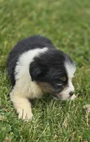 Mini Aussie  Male 1, a male Miniature Australian Shepherd for sale in Avon, IL – 3 of 5