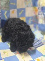 Black Female Toy Poodle , a female Poodle - Toy  for sale in Avon, IL – 2 of 5