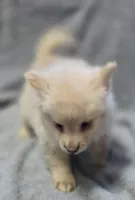 Cream Male Pomeranian , a male Pomeranian for sale in Avon, IL – Photo 2 of 5