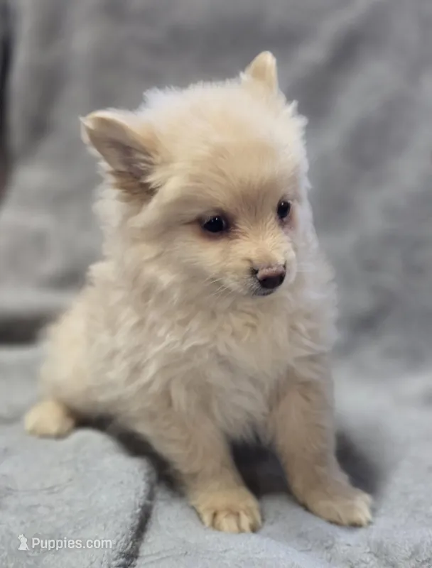 Cream Male Pomeranian  – Pomeranian puppy for sale in Avon, IL