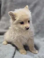 Cream Male Pomeranian , a male Pomeranian for sale in Avon, IL – Photo 1 of 5