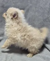 Cream Male Pomeranian , a male Pomeranian for sale in Avon, IL – Photo 4 of 5