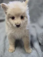 Cream Male Pomeranian , a male Pomeranian for sale in Avon, IL – Photo 5 of 5