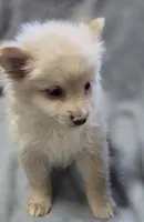 Cream Male Pomeranian , a male Pomeranian for sale in Avon, IL – Photo 3 of 5