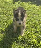Husky Black and white Male , a male Siberian Husky for sale in Avon, IL – 1 of 4