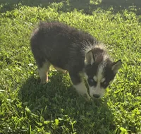 Husky Black and white Male , a male Siberian Husky for sale in Avon, IL – 3 of 4