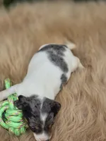 Dapple Piebald Male , a male Miniature Dachshund for sale in Avon, IL – 4 of 4
