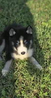 Male Siberian Husky 2, a male Siberian Husky for sale in Avon, IL – 1 of 4