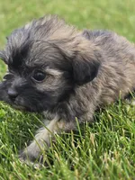 Teddy Bear Male 3, a male Bichon Frise and Shih Tzu for sale in Avon, IL – 3 of 5