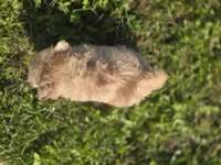 Merle Pomeranian Female , a female Pomeranian for sale in Avon, IL – 4 of 4