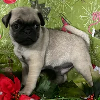 Male Pug, a male Pug for sale in Avon, IL – Photo 1 of 3