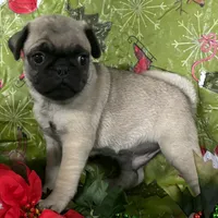Male Pug, a male Pug for sale in Avon, IL – Photo 3 of 3