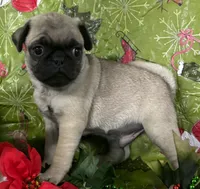 processed/4f071753-0ad4-41db-b7bd-c5be2bcd625f/listing/3ce73e86-6e1c-4879-88ba-835f5b046f60/6d613b6e-f01d-40b4-b674-0131f522d0ce