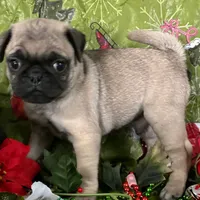 Male Pug, a male Pug for sale in Avon, IL – Photo 2 of 3
