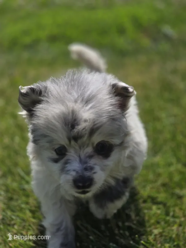 Merle Pomeranian Female  – Pomeranian puppy for sale in Avon, IL