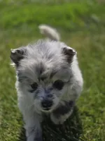 Merle Pomeranian Female , a female Pomeranian for sale in Avon, IL – 1 of 6