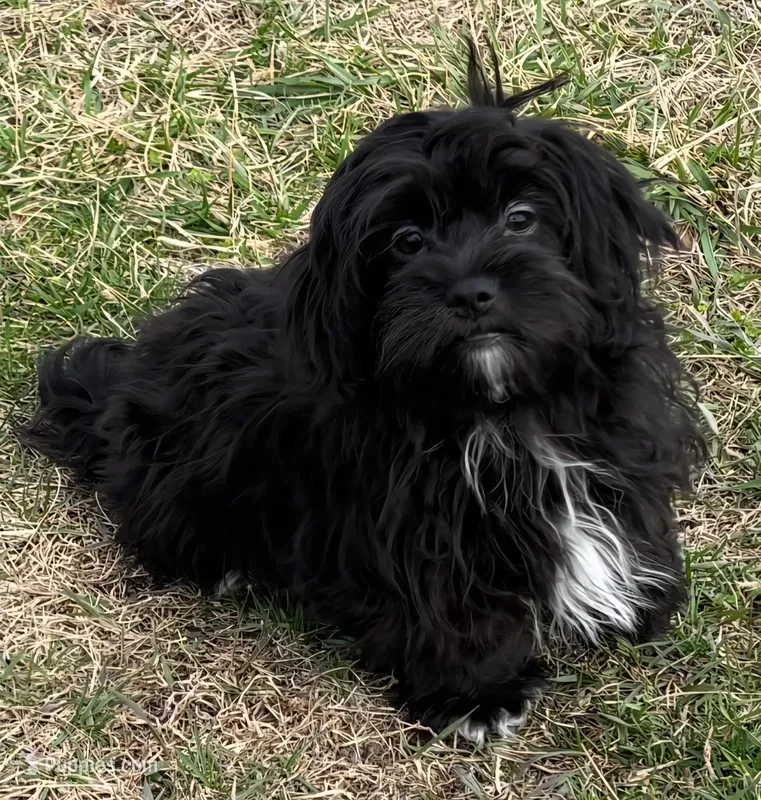 Teddy Bear Female  – Bichon Frise, Shih Tzu puppy for sale in Avon, IL