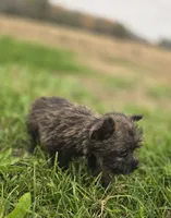Male Cairn Terrier 1, a male Cairn Terrier for sale in Avon, IL – 4 of 4