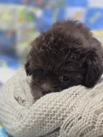 Female Chocolate Shihpoo , a female Shihpoo for sale in Avon, IL – 4 of 5