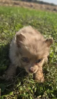 Merle Pomeranian Female , a female Pomeranian for sale in Avon, IL – 3 of 4