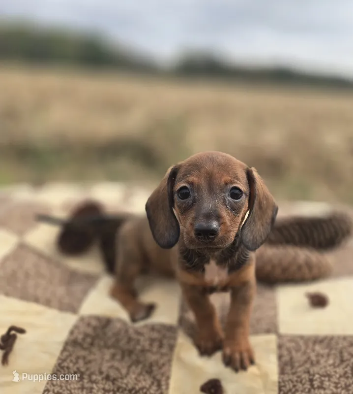 Female Miniature Dachshund  – Miniature Dachshund puppy for sale in Avon, IL