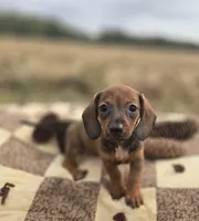 Female Miniature Dachshund , a female Miniature Dachshund for sale in Avon, IL – 1 of 4