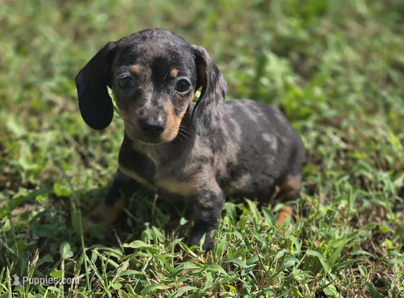 Dapple Male 1 – Miniature Dachshund puppy for sale in Avon, IL