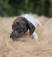 Dapple Piebald Male , a male Miniature Dachshund for sale in Avon, IL – 2 of 4