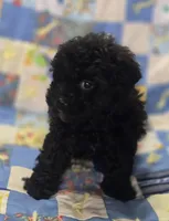 Black Male Shihpoo , a male Shihpoo for sale in Avon, IL – 4 of 5