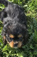 Male Cavalier King Charles Spaniel , a male Cavalier King Charles Spaniel for sale in Avon, IL – 3 of 3