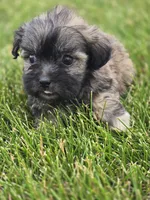 Teddy Bear Male 3, a male Bichon Frise and Shih Tzu for sale in Avon, IL – 5 of 5