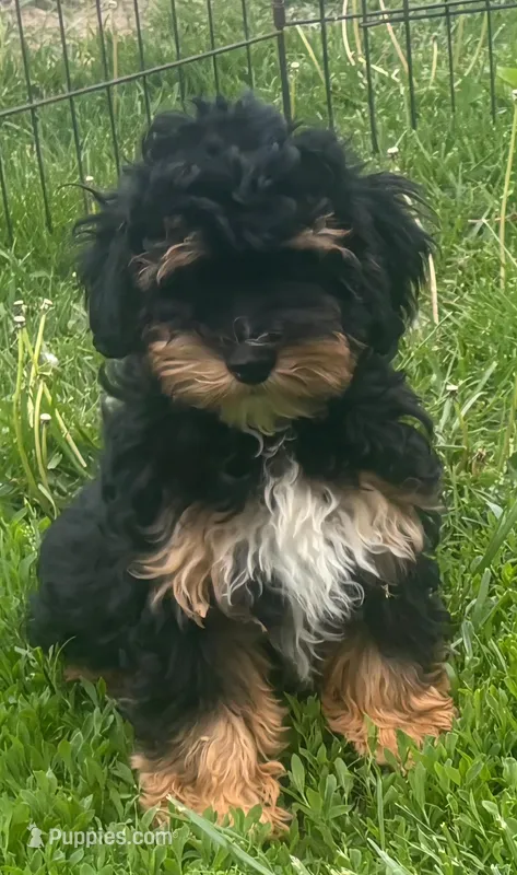 Schnoodle M1 – Schnoodle puppy for sale in Avon, IL