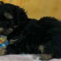 Schnoodle M1, a male Schnoodle for sale in Avon, IL – Photo 2 of 2