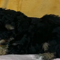 Schnoodle M1, a male Schnoodle for sale in Avon, IL – Photo 1 of 2