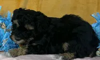 Schnoodle M1, a male Schnoodle for sale in Avon, IL – Photo 1 of 2