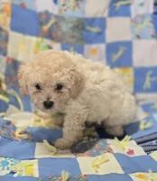 Apricot Female Toy Poodle , a female Poodle - Toy  for sale in Avon, IL – 3 of 4