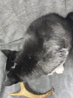 Siberian Husky M2, a female Siberian Husky for sale in Avon, IL – Photo 3 of 3