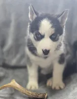 Siberian Husky M2, a female Siberian Husky for sale in Avon, IL – Photo 1 of 3