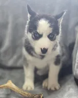 Siberian Husky M2, a female Siberian Husky for sale in Avon, IL – Photo 2 of 3